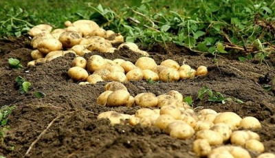 Нидерланды продали промышленный картофель в Украину, когда должны были его утилизировать